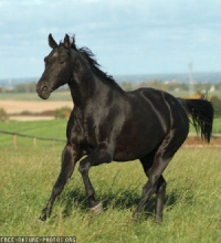 Étalon