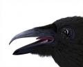 Corbeau
