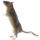 Le rat messager de Shalelu