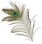 Plume de paon